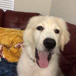 Meet your Posher, Haley